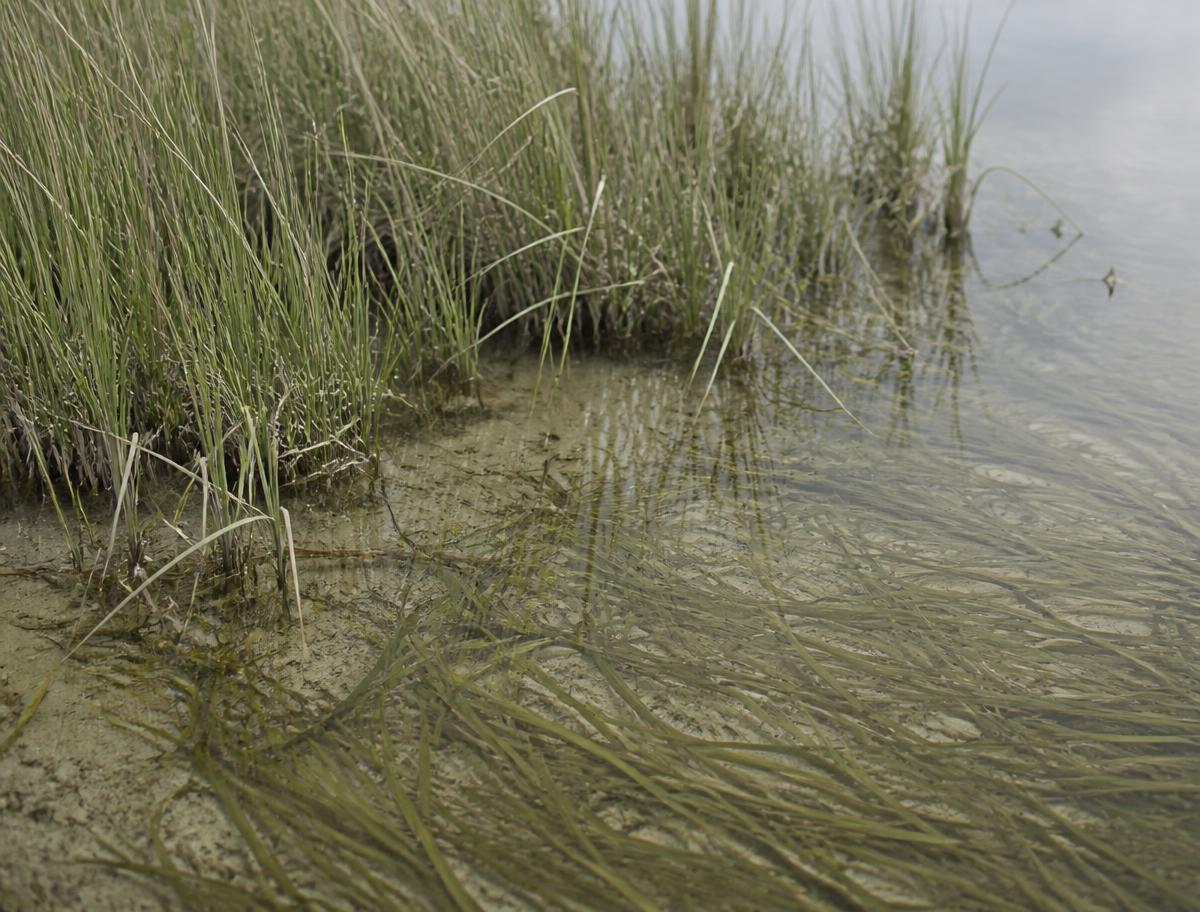 Coastal salt marsh and seagrass in shallow water